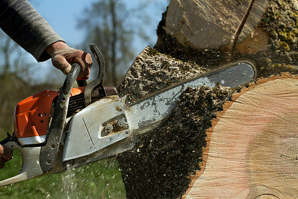 The Steps Involved in Our Tree Care Process in South Coatesville, PA